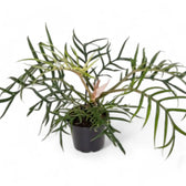 Philodendron tortum – Topfpflanze im Kulturtopf vor weißem Hintergrund, Produktfoto 13.