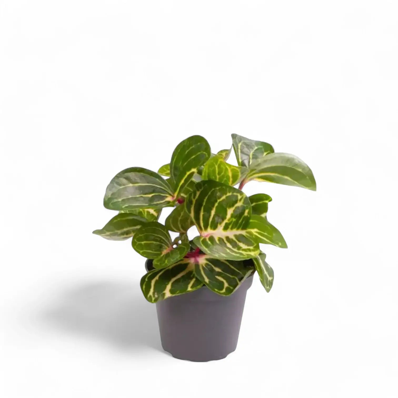 Iresine diffusa f. herbstii 'Rich Goldstar' potted houseplant in nursery pot on white background, product photo 3.