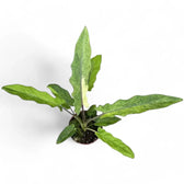 Alocasia lauterbachiana variegata potted houseplant in nursery pot on white background, product photo 4.