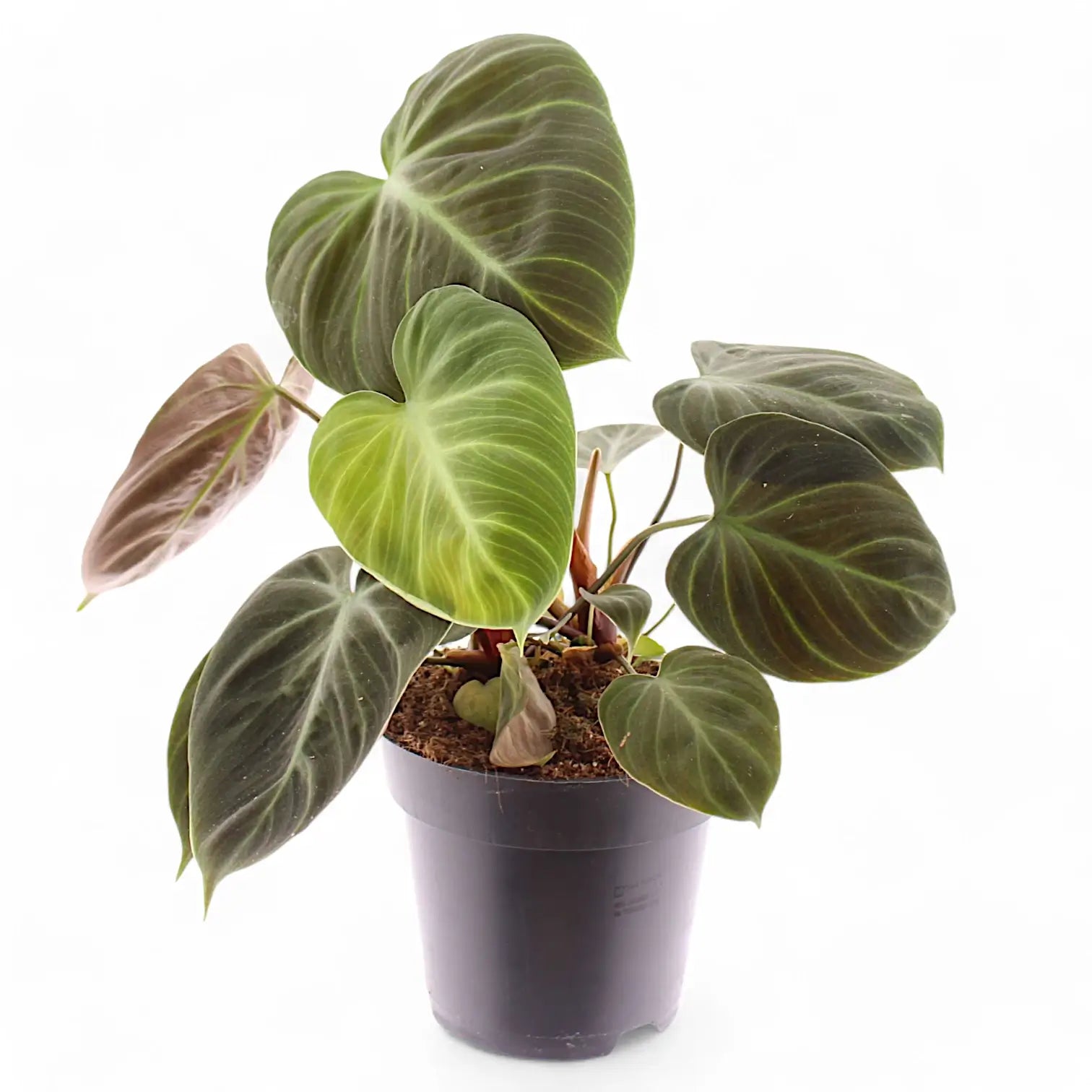 Philodendron 'El Choco red' (Philodendron rubrijuvenile) – Zimmerpflanze im Kulturtopf auf weißem Hintergrund, Produktfoto 10.