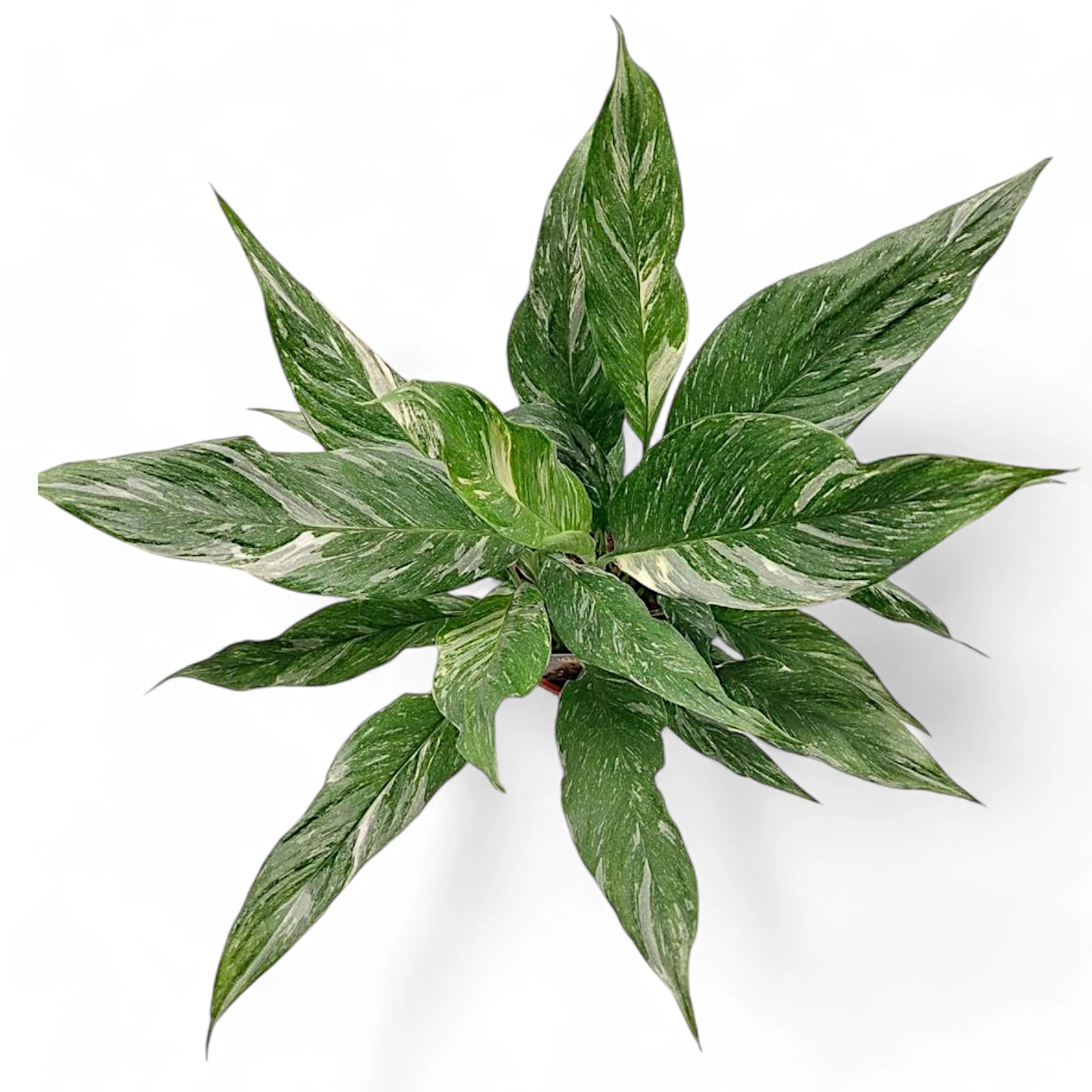 Spathiphyllum 'Diamond' – Zimmerpflanze im Kulturtopf auf weißem Hintergrund, Produktfoto 2.