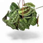 Maranta leuconeura 'Cat moustache' ('Exclusive Dark') potted houseplant in nursery pot on white background, product photo 4.