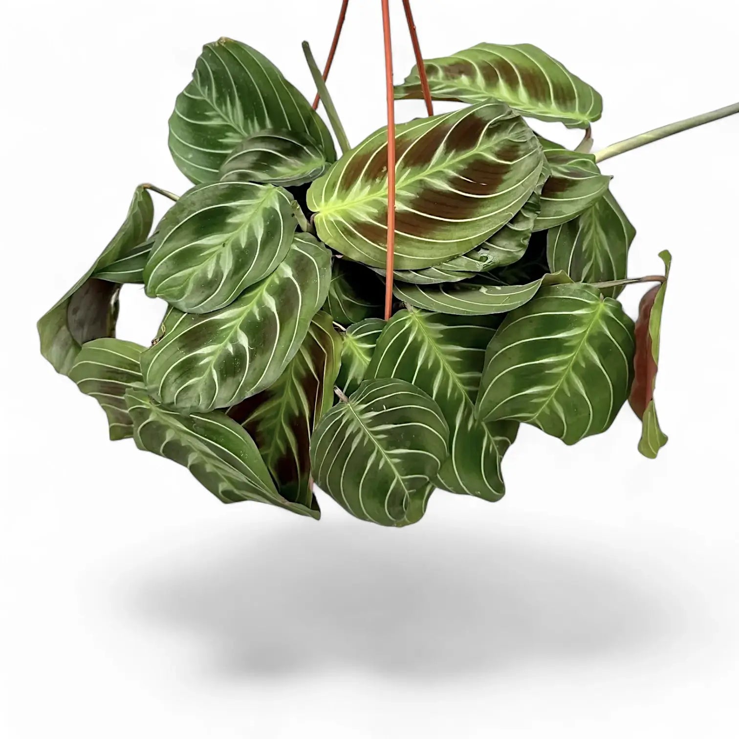 Maranta leuconeura 'Cat moustache' ('Exclusive Dark') potted houseplant in nursery pot on white background, product photo 4.