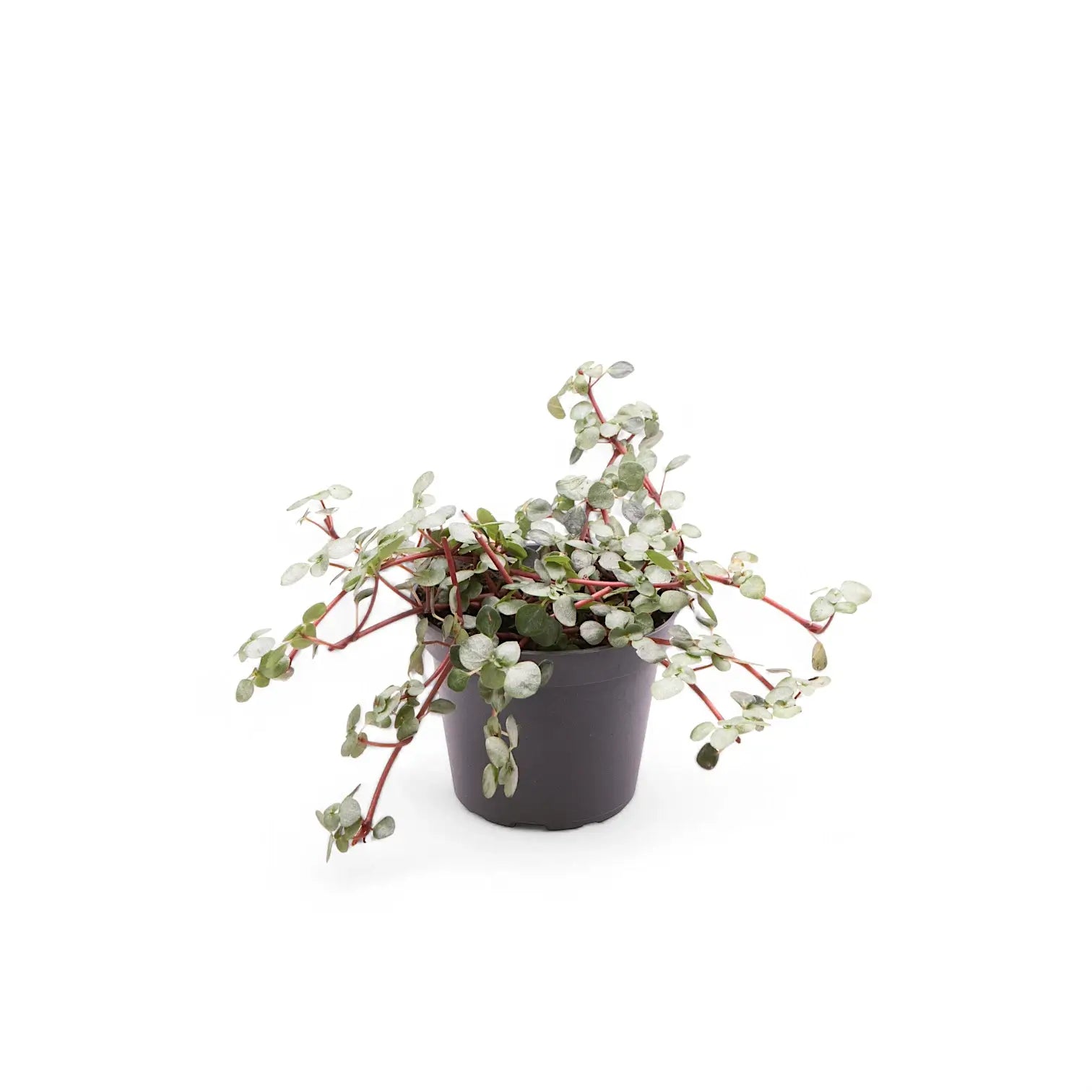 Pilea libanensis 'Greyzy' ('Silver Sparkles') potted houseplant in nursery pot on white background, product photo 3.