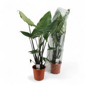 Alocasia zebrina 'Black stem' potted houseplant in nursery pot on white background, product photo 5.