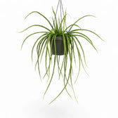 Selenicereus wercklei potted houseplant in nursery pot on white background, product photo 2.