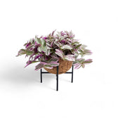 Tradescantia zebrina ‘Sweetness’ in Kokodama leaf close-up on white background.