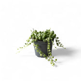 Curio rowleyanus variegata – Topfpflanze im Kulturtopf vor weißem Hintergrund, Produktfoto 3.
