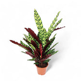 Goeppertia (Calathea) insignis – Topfpflanze im Kulturtopf vor weißem Hintergrund, Produktfoto 7.