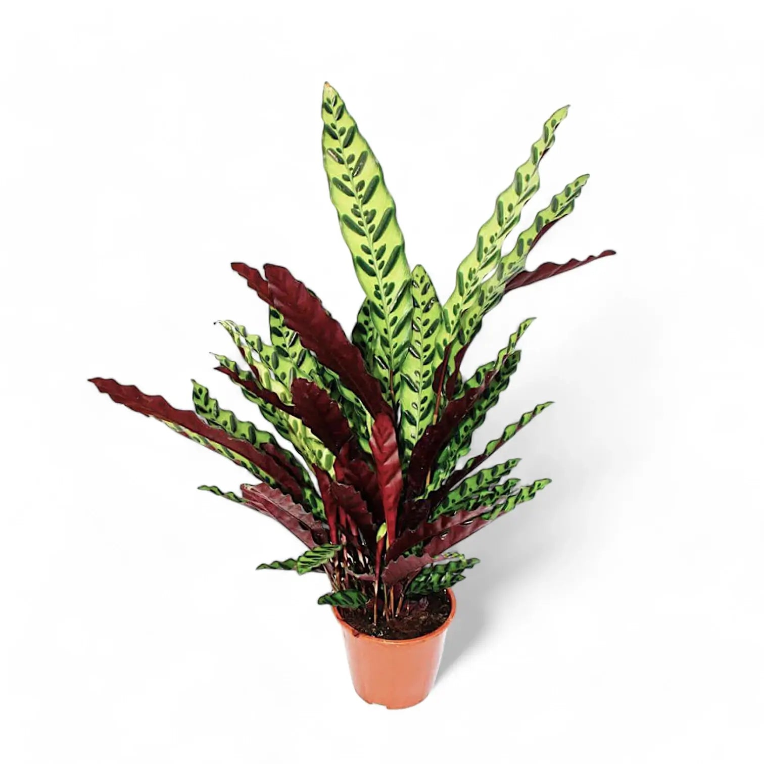 Goeppertia (Calathea) insignis – Topfpflanze im Kulturtopf vor weißem Hintergrund, Produktfoto 7.