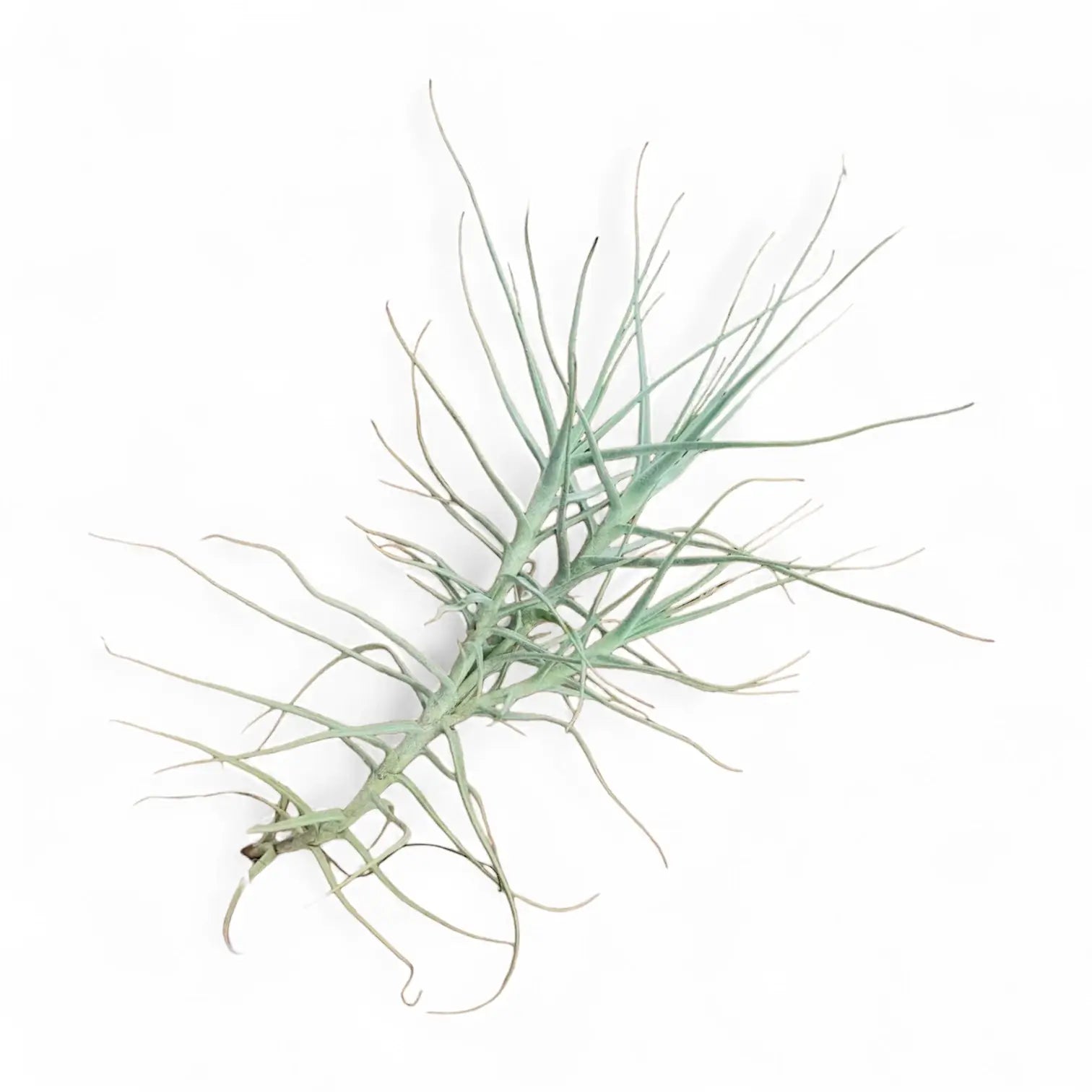 Tillandsia caerulea potted houseplant in nursery pot on white background, product photo 2.