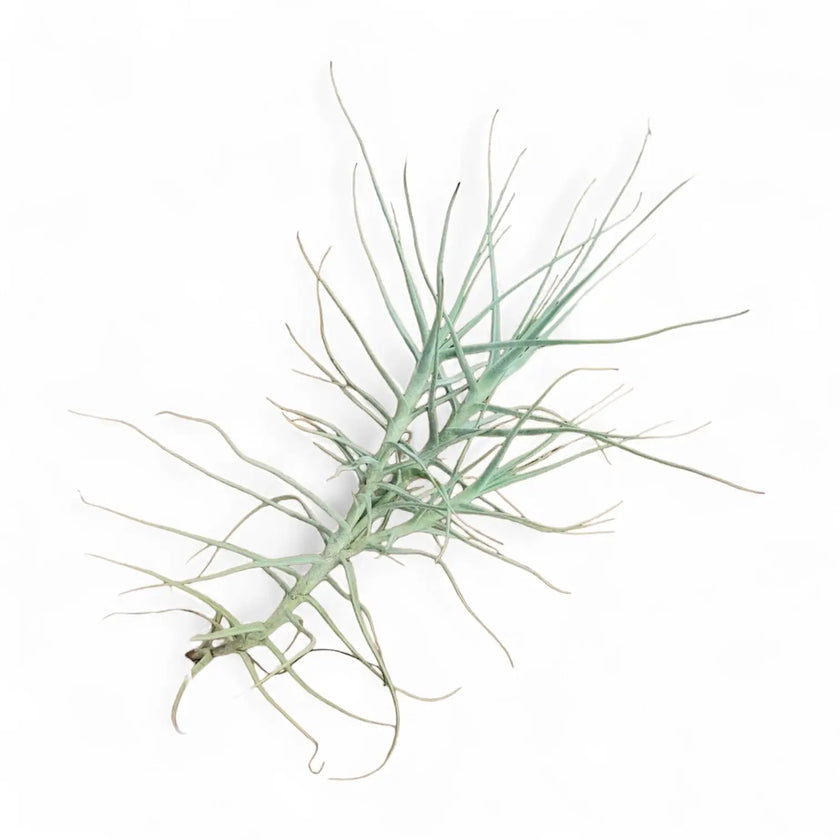 Tillandsia caerulea – Zimmerpflanze im Kulturtopf auf weißem Hintergrund, Produktfoto 2.