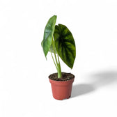 Alocasia clypeolata 'Green shield' potted houseplant in nursery pot on white background, product photo 7.