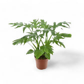 Philodendron warszewiczii – Topfpflanze im Kulturtopf vor weißem Hintergrund, Produktfoto 3.