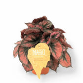 Begonia rex 'Red Kiss' – Zimmerpflanze im Kulturtopf auf weißem Hintergrund, Produktfoto 2.