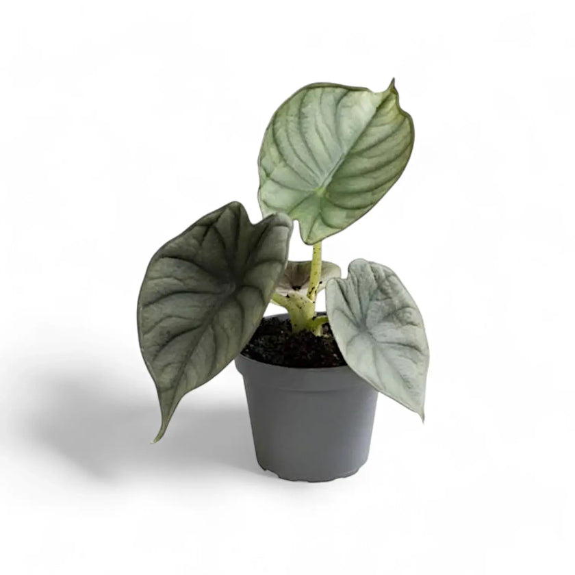 Alocasia nebula 'Silver' ('Black Diamond') potted houseplant in nursery pot on white background, product photo 3.