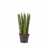 Dracaena angolensis (Sansevieria cylindrica) 'Straight' potted houseplant in nursery pot on white background, product photo 2.