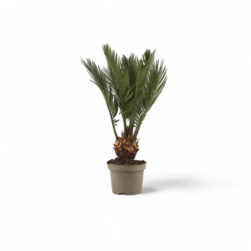 Cycas revoluta potted houseplant in nursery pot on white background, product photo 6.