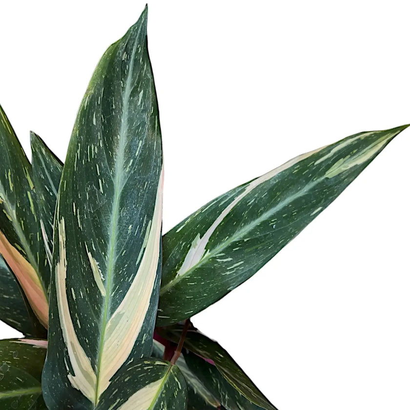 Stromanthe thalia 'Magic Star' leaf close-up on white background.