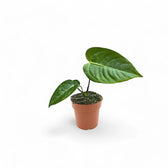 Anthurium veitchii potted houseplant in nursery pot on white background, product photo 7.
