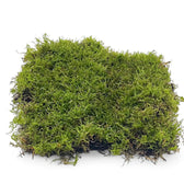 Nahaufnahme von lebendem Flachmoos vor weißem Hintergrund.