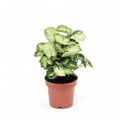 Syngonium podophyllum 'Pixie' (auch 'Nana') – Zimmerpflanze im Kulturtopf auf weißem Hintergrund, Produktfoto 7.