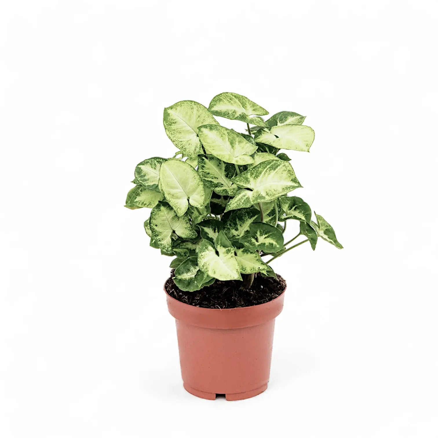 Syngonium podophyllum 'Pixie' (auch 'Nana') – Zimmerpflanze im Kulturtopf auf weißem Hintergrund, Produktfoto 7.