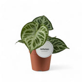Anthurium 'Super Silver Blush' potted houseplant in nursery pot on white background, product photo 2.