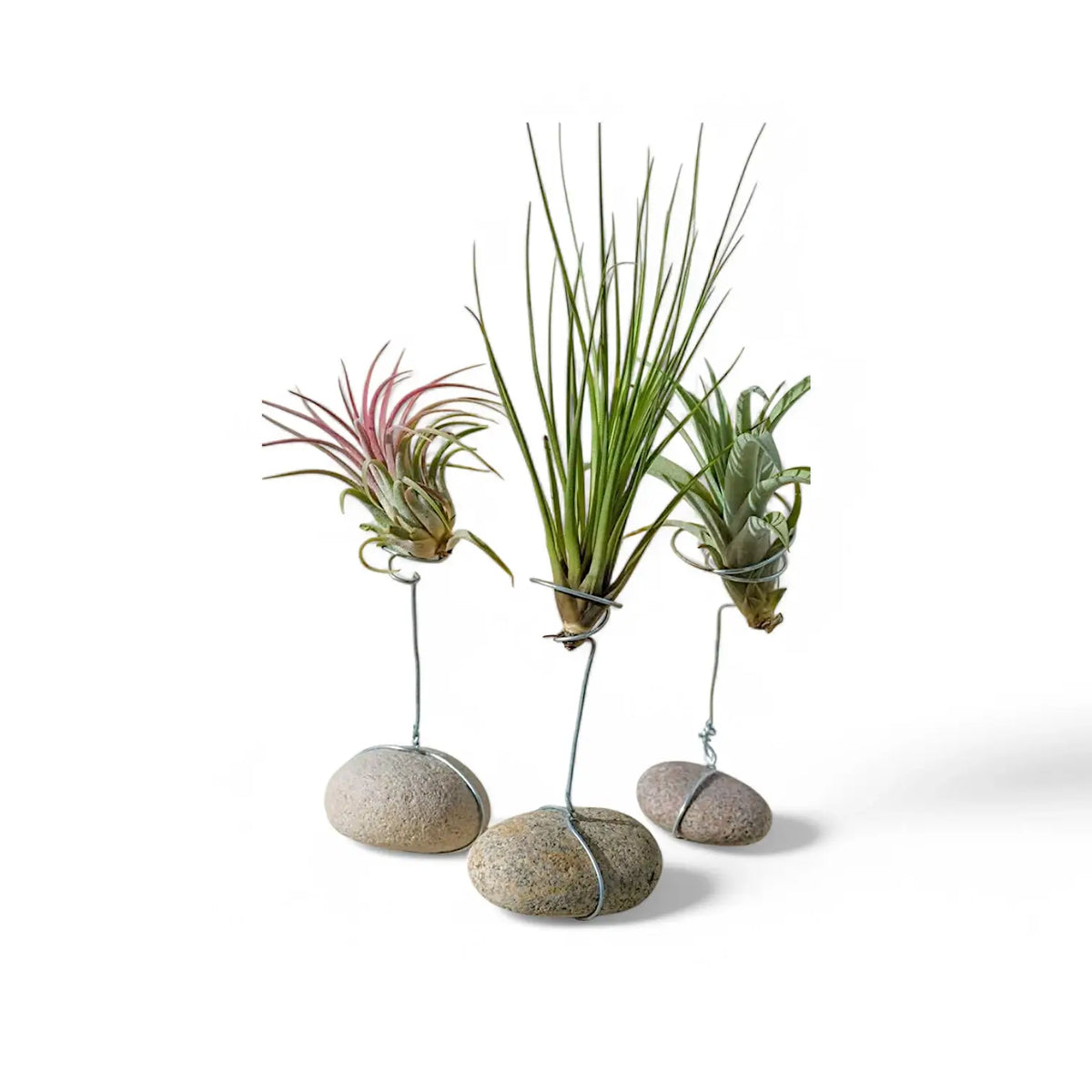 Tillandsia Air Plants