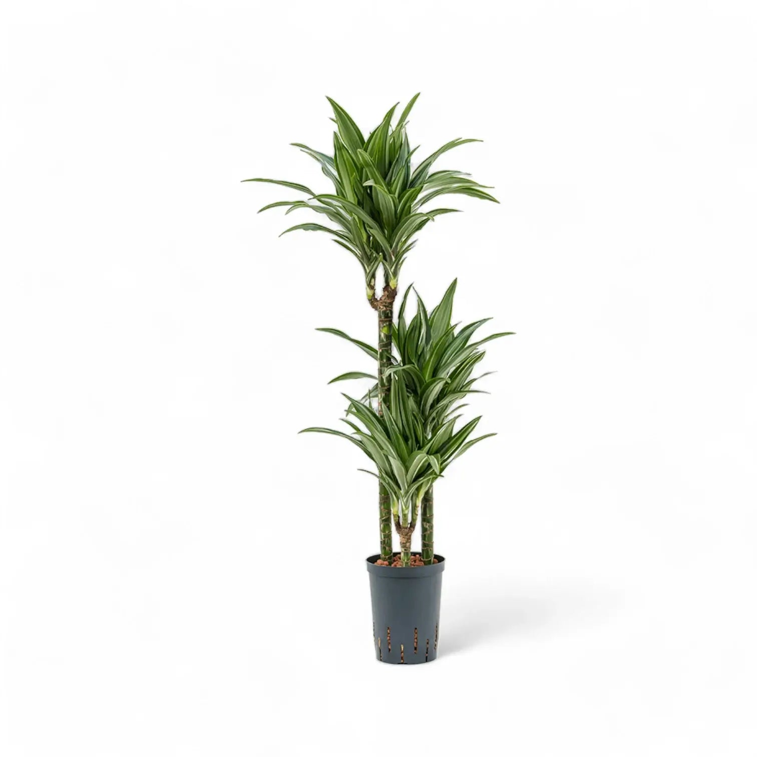 Dracaena fragrans 'Ulises' – Topfpflanze im Kulturtopf vor weißem Hintergrund, Produktfoto 6.