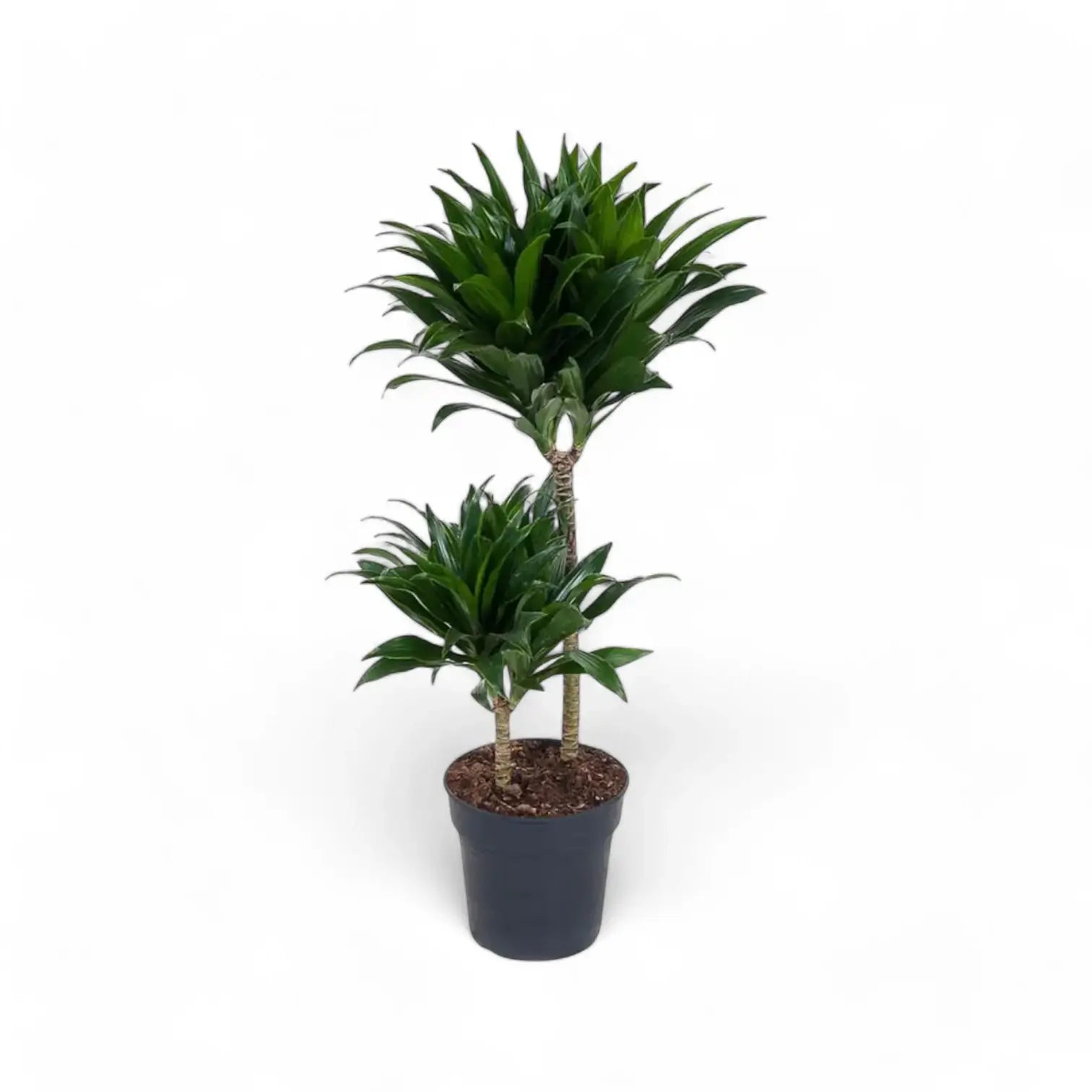 Dracaena fragrans 'Compacta' – Topfpflanze im Kulturtopf vor weißem Hintergrund, Produktfoto 10.