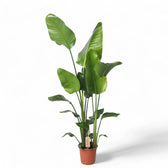 Strelitzia nicolai potted houseplant in nursery pot on white background, product photo 9.