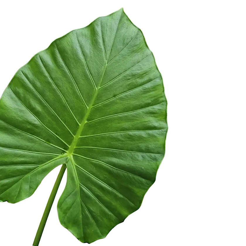 Alocasia macrorrhizos leaf close-up on white background.