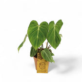 Philodendron gloriosum – Topfpflanze im Kulturtopf vor weißem Hintergrund, Produktfoto 10.