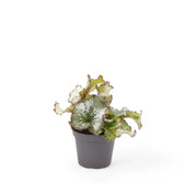 Begonia rex 'Escargot' – Zimmerpflanze im Kulturtopf auf weißem Hintergrund, Produktfoto 3.