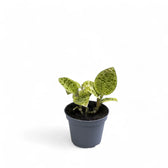 Macodes petola potted houseplant in nursery pot on white background, product photo 4.