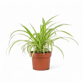 Chlorophytum comosum variegatum potted houseplant in nursery pot on white background, product photo 6.