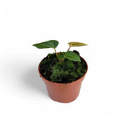 Anthurium regale x magnificum potted houseplant in nursery pot on white background, product photo 6.