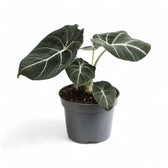 Alocasia reginula 'Black velvet' potted houseplant in nursery pot on white background, product photo 11.