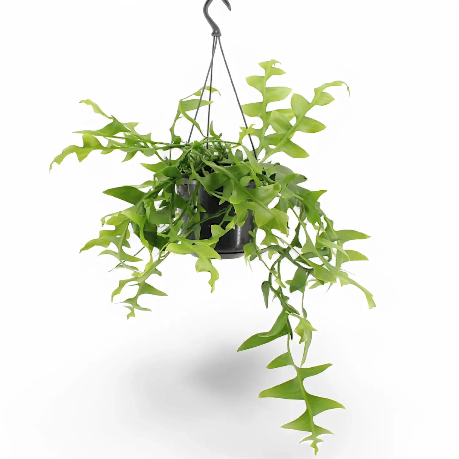 Epiphyllum chrysocardium potted houseplant in nursery pot on white background, product photo 3.