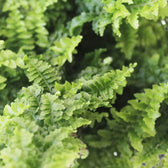 Nephrolepis exaltata 'Vitale' – Zimmerpflanze im Kulturtopf auf weißem Hintergrund, Produktfoto 4.