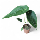 Anthurium peltigerum – Topfpflanze im Kulturtopf vor weißem Hintergrund, Produktfoto 10.