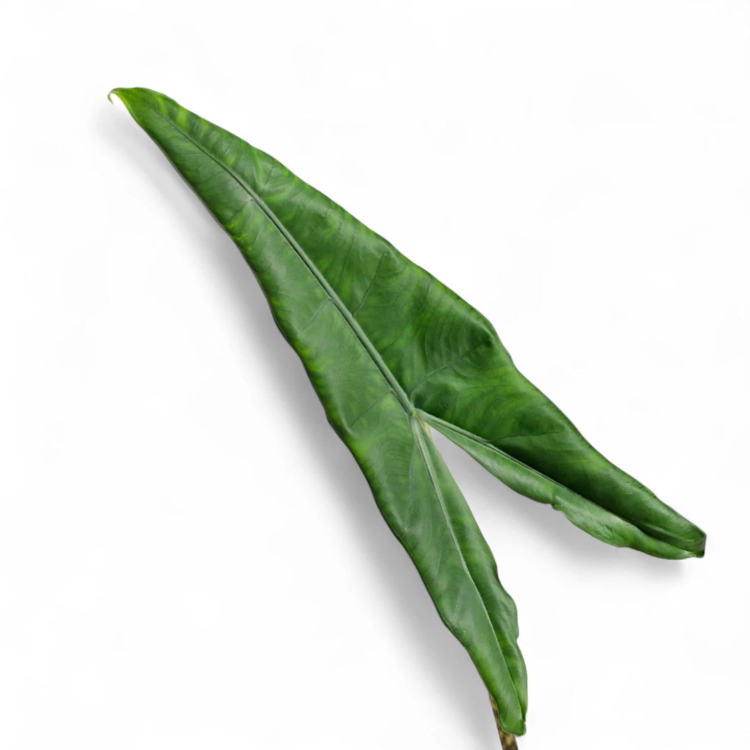 Alocasia zebrina ‘Tigrina Superba’ leaf close-up on white background.