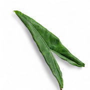 Alocasia zebrina ‘Tigrina Superba’ leaf close-up on white background.