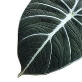Alocasia reginula 'Black velvet' leaf close-up on white background.