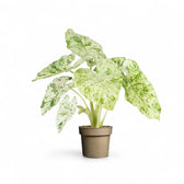 Alocasia macrorrhizos 'Splash' ('Camouflage') potted houseplant in nursery pot on white background, product photo 3.