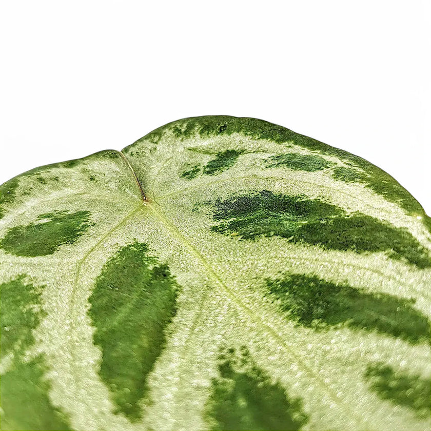 Anthurium 'Dorayaki' leaf close-up on white background.