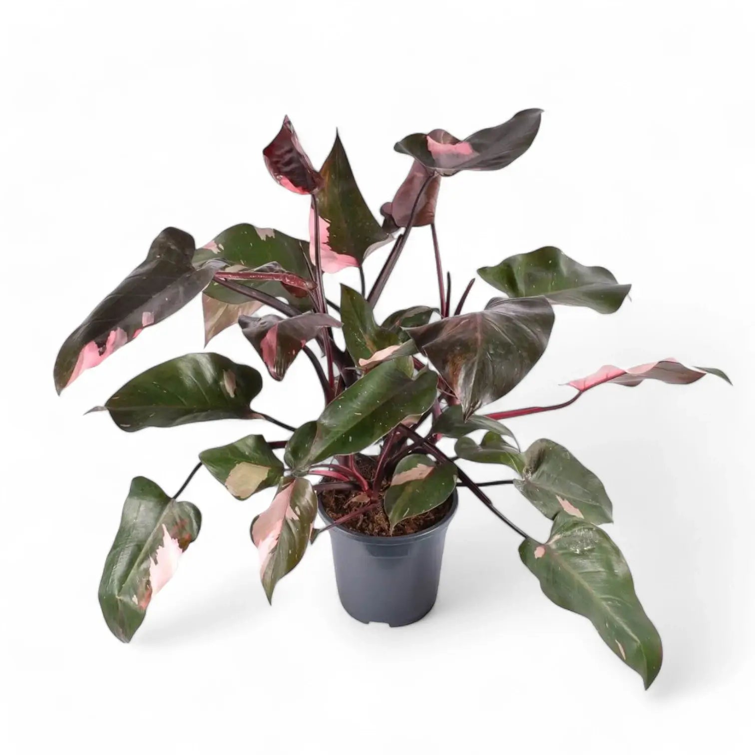 Philodendron 'Pink princess' – Zimmerpflanze im Kulturtopf auf weißem Hintergrund, Produktfoto 15.