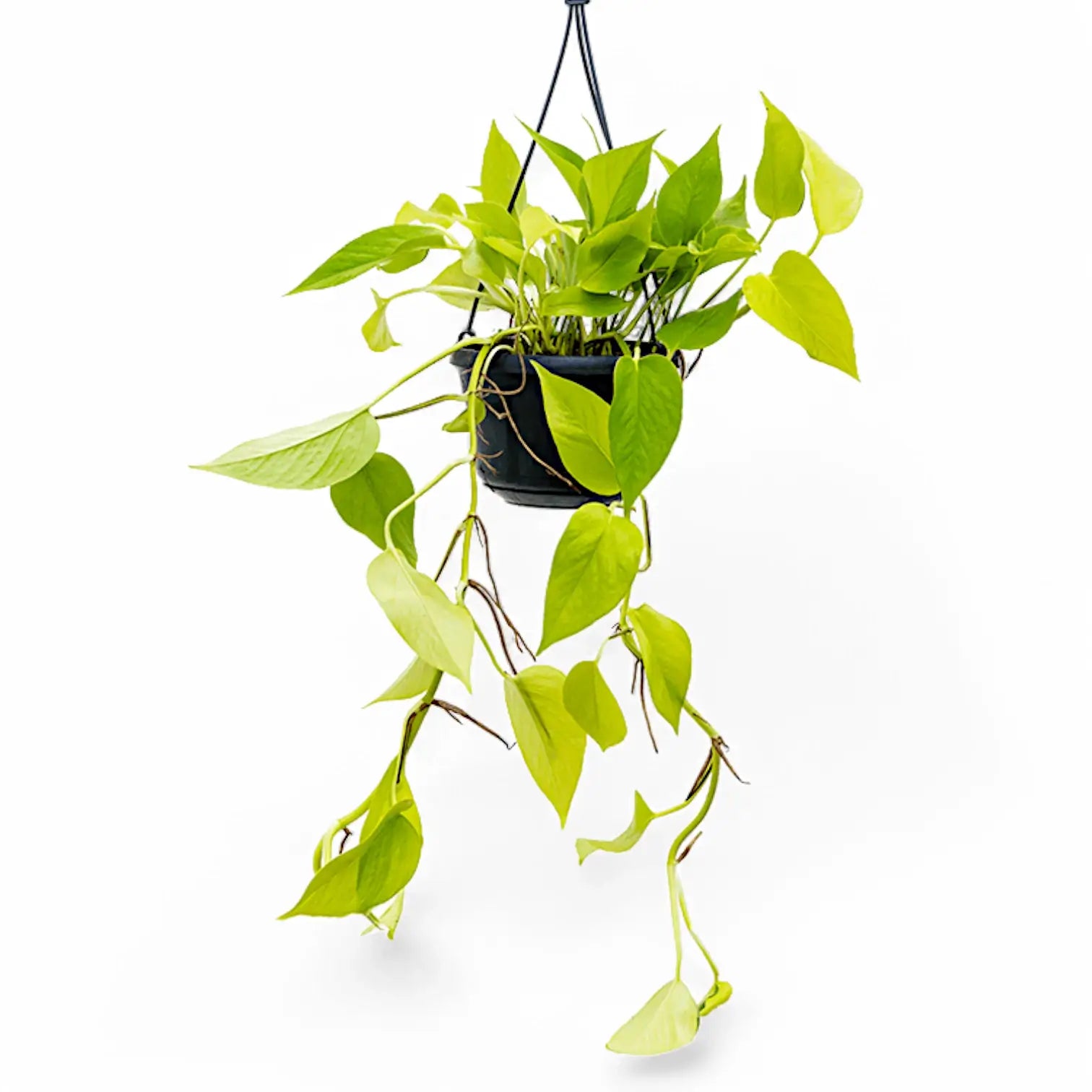Epipremnum aureum 'Neon' ('Neon Pothos', 'Golden Pothos') – Topfpflanze im Kulturtopf vor weißem Hintergrund, Produktfoto 5.