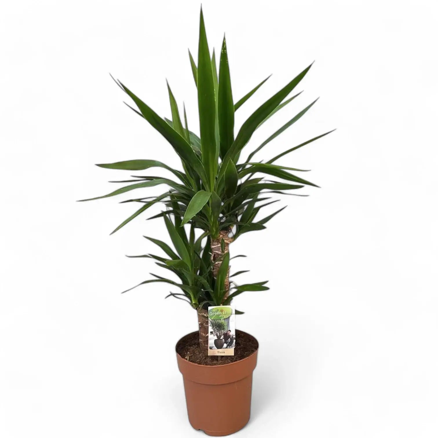 Yucca gigantea – Zimmerpflanze im Kulturtopf auf weißem Hintergrund, Produktfoto 8.